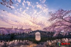 中国三大赏樱胜地 国内看樱花最好的地方