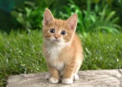 猫咪可以吃有益生菌的酸奶吗？猫咪的跳蚤从哪