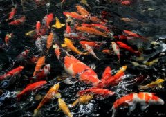 锦鲤加盐为什么反应会这么大？锦鲤抖鳍蹭缸底