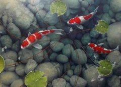 锦鲤鱼不吃食什么原因？锦鲤烂嘴是怎么回事？