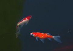 家养锦鲤吃什么鱼食好？锦鲤需要晒太阳吗？