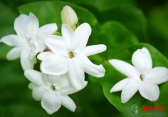 冬天茉莉为什么不开花？茉莉花繁殖的方法是什
