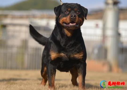 十大智商最高的狗排名，边境牧羊犬非常忠诚、贵宾犬气质独特