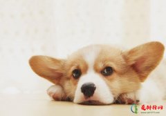 狗狗多大可以喂骨头？狗吃骨头要注意什么？