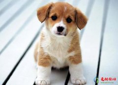 狗洗澡之后多久可以打疫苗？狗狗洗澡着凉了没精神怎么办？