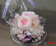 永生花是鲜花吗？永生花会发霉吗？