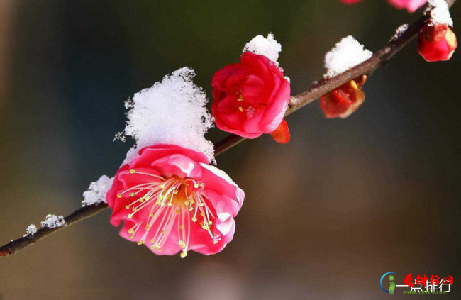 中国传统十大名花 牡丹竟仅排第二