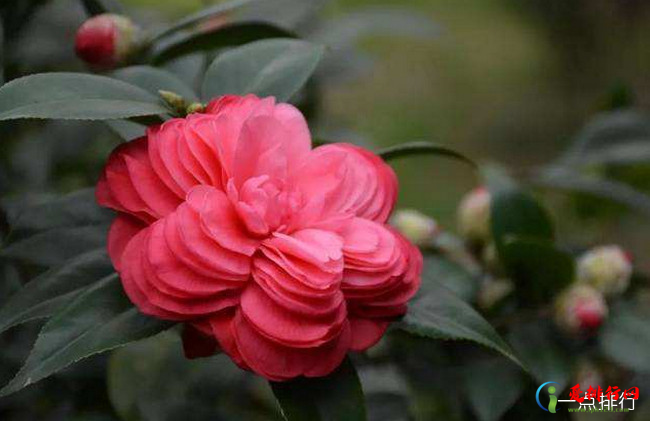 名贵茶花品种排名 什么茶花品种最值钱