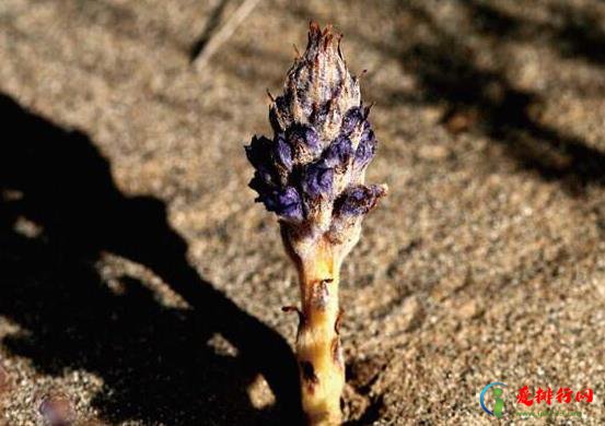 中国九大仙草排名，石斛是国家一级保护植物、天山雪莲能通经活血