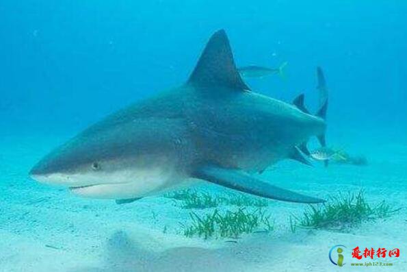 十大巨型海洋生物,世界上最大的海洋生物排名