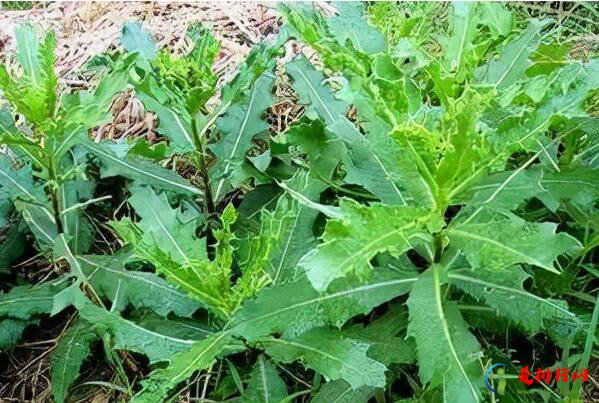 中国最常见的十大野菜品种,野菜品种有哪些