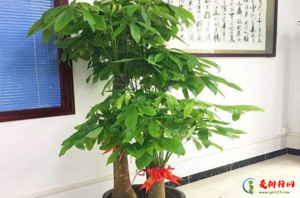 养不死的大型客厅植物,最容易养活的十大客厅绿植