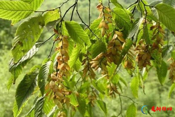 世界十大稀有植物 滇桐上榜，第一全球仅存一株