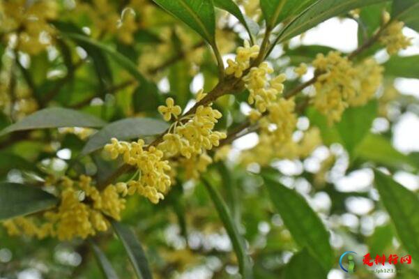 最名贵的十种花卉 名贵的花有哪些品种