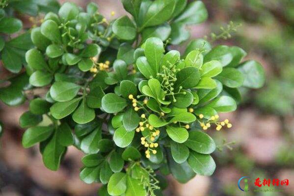 十大香花树种 常见的香花树种有哪些