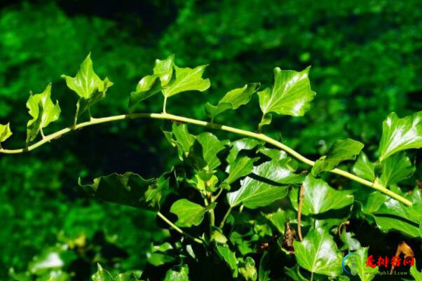 十种室内最好养的植物盆栽 盘点十大养不死的盆栽植物