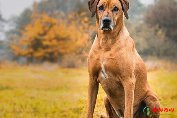 世界十大禁养犬有哪些 十大禁养猛犬排行榜