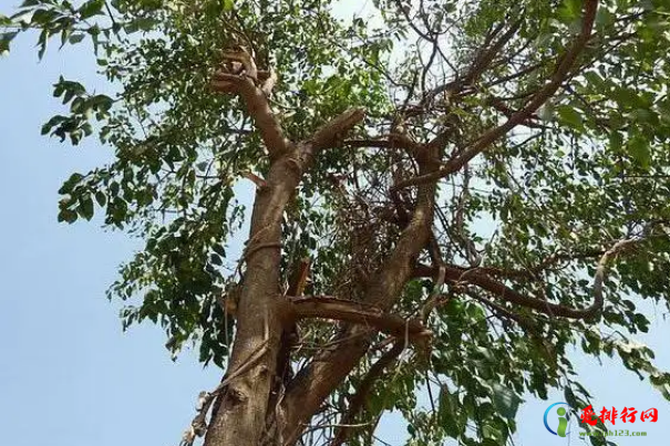 中国十大名树苗 珍稀名贵树苗有哪些