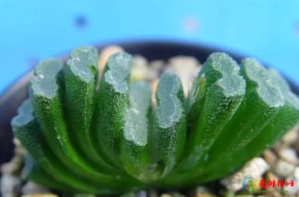 十大名贵多肉植物 名贵多肉品种排行有哪些