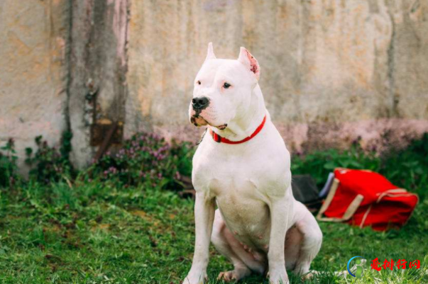 世界十大凶犬,世界名犬凶猛排行榜