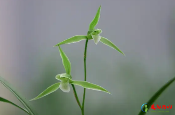 春剑十大名品,经典的春剑品种是哪些