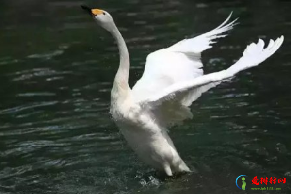 世界上十大最危险的鸟类,世界上最凶猛的鸟类