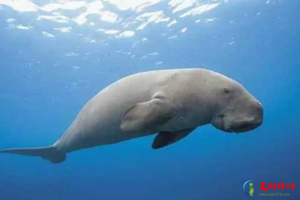 速度最快的十大海洋生物,速度最快的海洋生物是什么