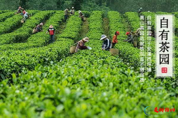 乌龙茶十大名牌,乌龙茶茶叶品牌排行榜