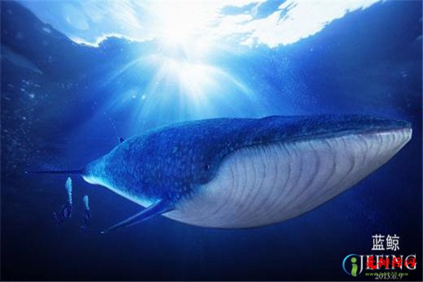 海洋10大巨型生物排行榜 海洋巨型生物图片