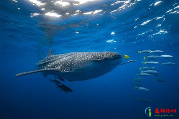 海洋10大巨型生物排行榜 海洋巨型生物图片