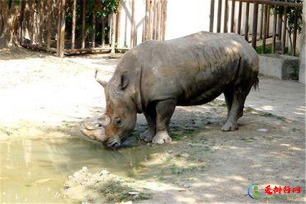 地球上的巨型生物 地球陆地10大巨型生物排行榜