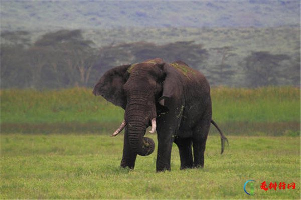 地球上的巨型生物 地球陆地10大巨型生物排行榜