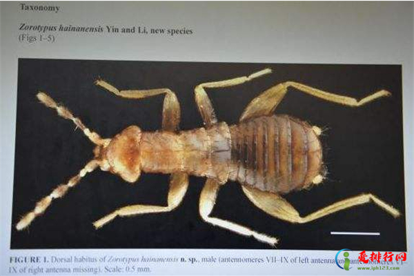 全球十大珍稀昆虫排行榜 珍稀昆虫图片