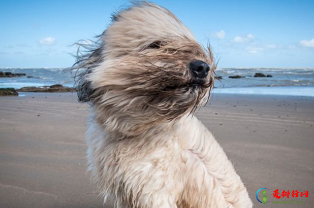 全球十大禁犬排行榜 世界禁养猛犬有哪些