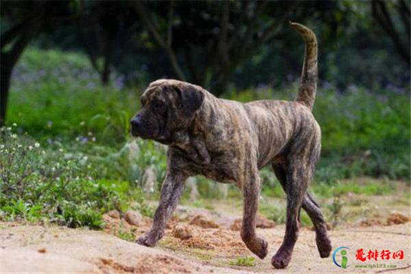 世界10大杀伤力超强的犬 坎高犬排榜首