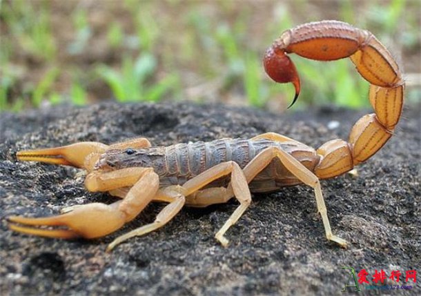 地球上十大长相恐怖的真实生物 最吓人的10大生物揭秘