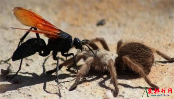 地球上十大长相恐怖的真实生物 最吓人的10大生物揭秘