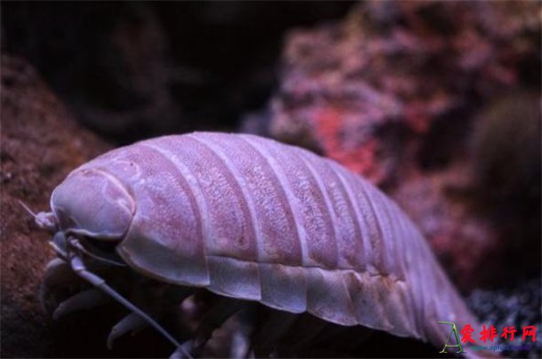 地球上十大长相恐怖的真实生物 最吓人的10大生物揭秘