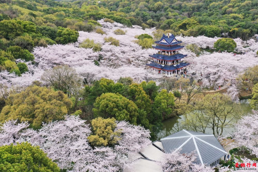 春日寻芳 | 盘点国内十大绝美春游胜地推荐