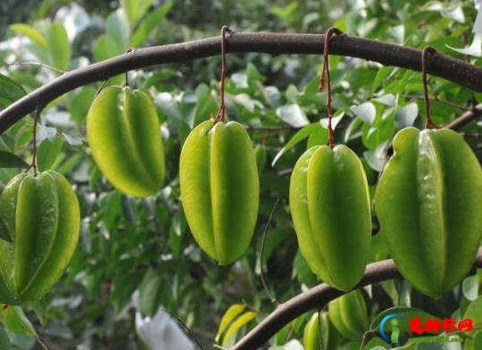 世界最酸的十大水果排名，酸葡萄可以制成蜜饯、青梅非常酸